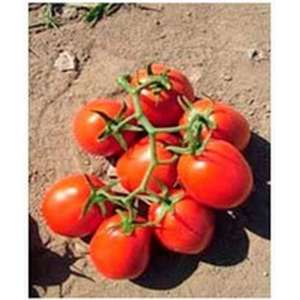 Ангел F1 - томат детермінантний, 1000 насінин, May Seed (Туреччина) фото, цiна